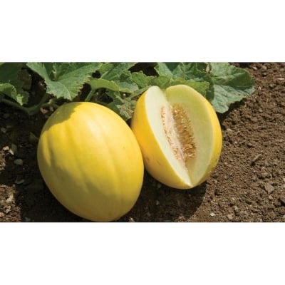 Picture of Bangi Intake Packet - 50 seeds