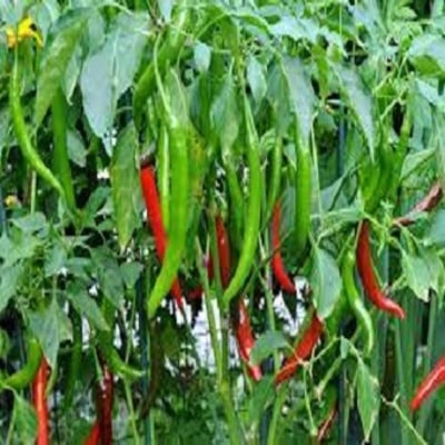 Picture of All Season Bindhu Chili Seeds 50 Pse Intack Pack