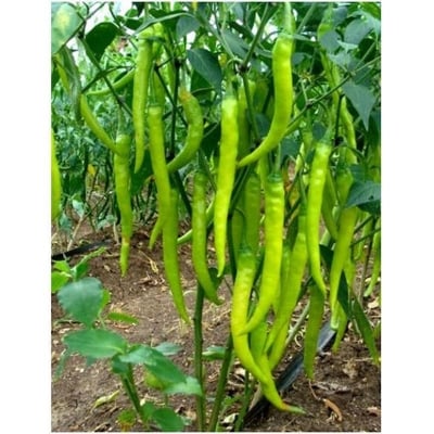 Picture of All Season Green Chili Seeds - 50 Pse Intact Packet