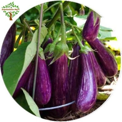 Picture of Long Black Eggplant Brinjal seeds- 50 Pse Intact Packet