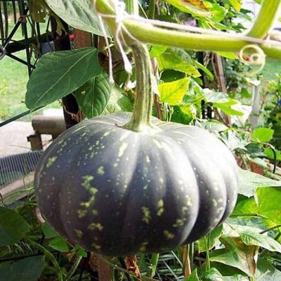 Picture of 10 Pse Intact Packet Hera Kumra Seeds