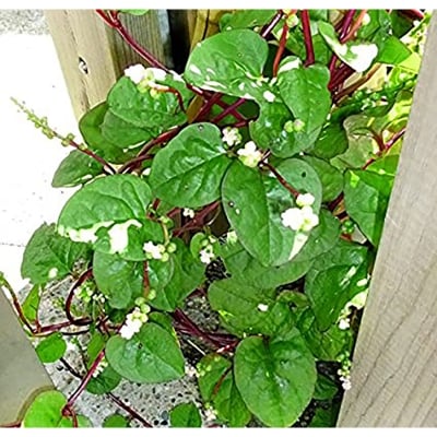 Picture of Natural Greenl Puishak Seeds 40 Pse (Intake paket) Seeds