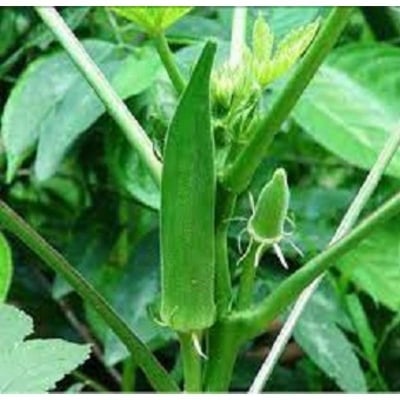 Picture of Pure Deshi Deros seeds 20 Pse Intack pack