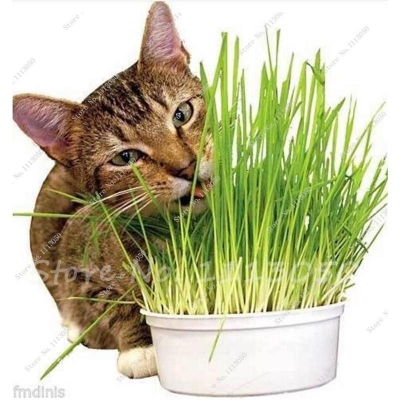 Picture of Global Cat Grass Foliage Plant Bonsai Seeds - 2000 Pcs Seeds