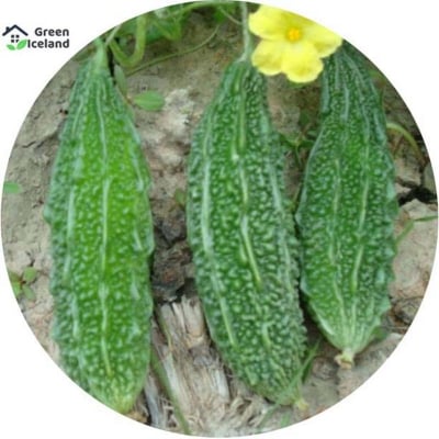 Picture of Balsom / Bitter Seeds - 20 Pcs Seeds