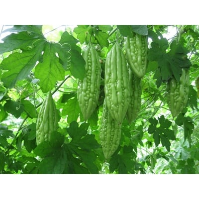 Picture of Balsom Pear Seeds bangladeshi - 10 pieces seeds
