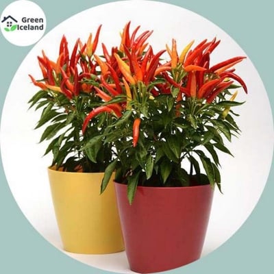 Picture of 10 Pcs Natural Ornamental Chili Seeds