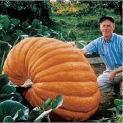 Picture of European Pumpkin Bonsai Seeds -20 Pcs seeds