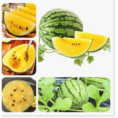 Picture of Global Sweet Yellow watermelon Bonsai Seeds - 10 Pcs Seeds