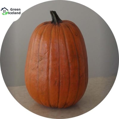 Picture of 10 Pcs All Season F1 Hybrid Pumpkin Seeds