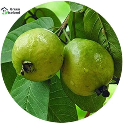 Picture of Thai-7 Guava Seeds - 20 Pcs Seeds