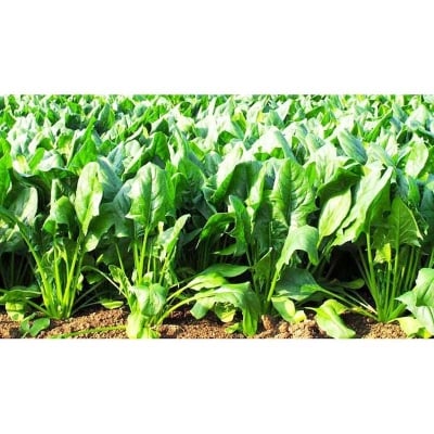Picture of Spinach Seeds Bangladeshi - 100 pieces seeds