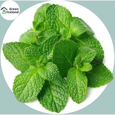 Picture of All Season Pudina/Mint Seeds - 100 Pcs Seeds