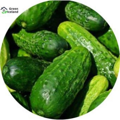 Picture of All Season Khirai Seeds Seeds - 10 Pcs Seeds