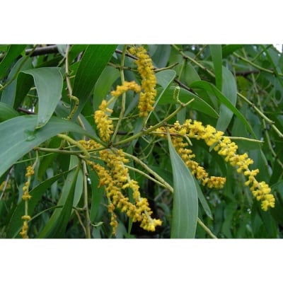 Picture of Akashmani Tree Seeds -30 Pcs