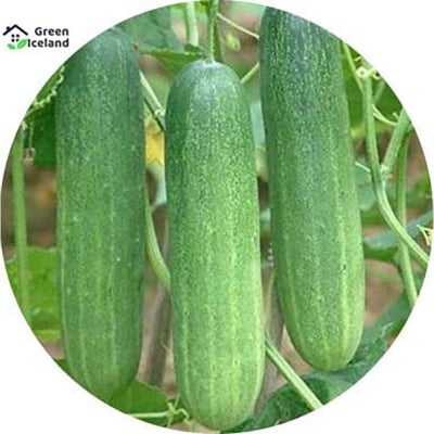 Picture of Natural Cucumber Seeds - 30 Pcs Seeds