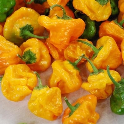 Picture of Pepper Seeds Hottest Pepper Plants World Hottest Pepper Chili Pepper Plants Home Garden -50Pcs seeds