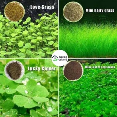 Picture of 20 Pcs Natural Aquarium Green Grass Plants Seeds
