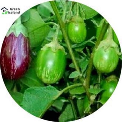 Picture of All Season Brinjal Seeds - 20 Pcs Seeds