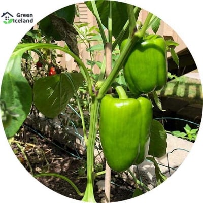 Picture of 10 Pcs Imported Green Capsicum Seeds