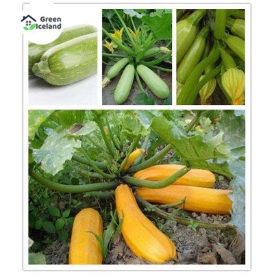 Picture of Imported Global Gold Squash Seeds - 5 Pcs Seeds