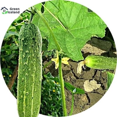 Picture of Khirai Seeds Seeds - 20 Pcs Seeds