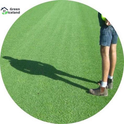 Picture of 200+ Pcs Sports Field Grass Seeds - 200+ Pcs Seeds (Imported Global Seeds)