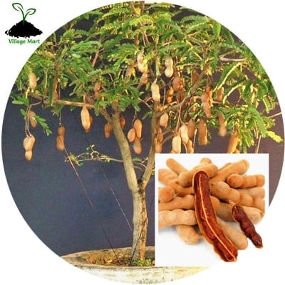 Picture of Sweet Tamarind Fruit Bonsai Seeds -10 Pcs Seeds