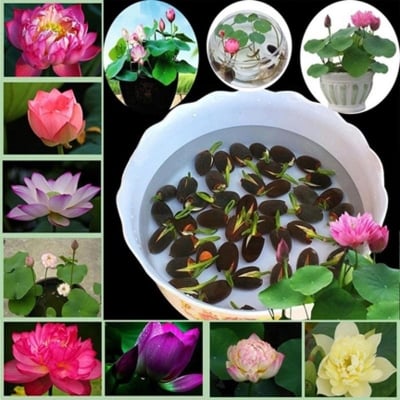 Picture of Lotus flower for summer Bowl lotus pots Bonsai garden plants-5Pcs seeds