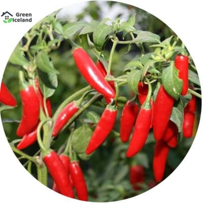 Picture of 10 Pcs Natural Red Spicy Chili Seeds