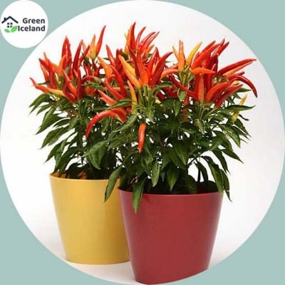 Picture of 20 Pcs Red Pepper Seeds Garden Long Chili Vegetable Seeds Home Kitchen Seasoner-20Pcs seeds