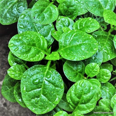 Picture of 100 Pcs Natural Global Puishak Seeds