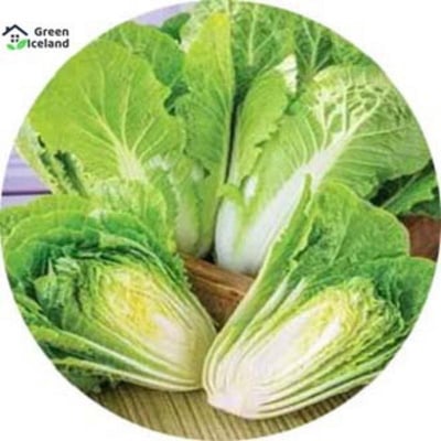 Picture of All Season Cabbage Seeds - 10 Pcs Seeds
