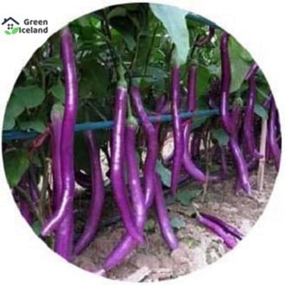 Picture of 10 Pcs Natural Long Brinjal Seeds
