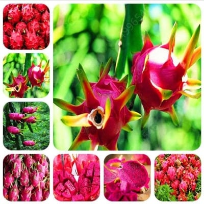 Picture of Dragon Fruit Bonsai White And Red Pitaya Bonsai For Home Garden Non-GMO Fruit Bonsai Or Potted Plants-20 pcs seeds