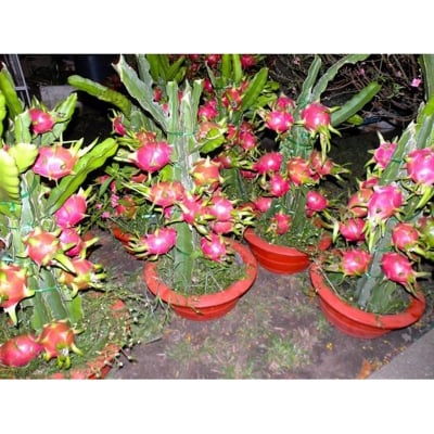 Picture of Organic Dragon Fruit and Seeds bonsai for home Garden- 20Pcs seeds