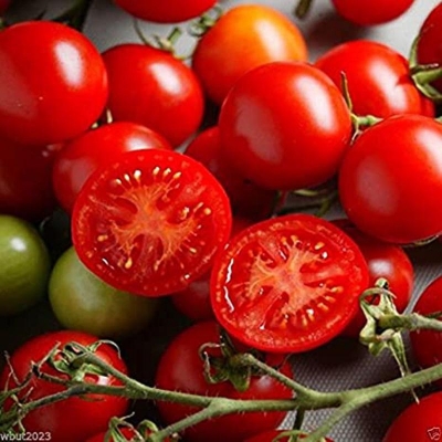 Picture of Global Red Tomato Bonsai Seeds - 30 Pcs Seeds