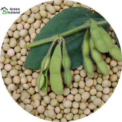 Picture of Soybean Tree Seeds - 30 Pcs Seeds