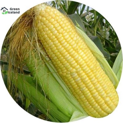 Picture of All Season Sweet Corn Seeds - 30 Pcs Seeds