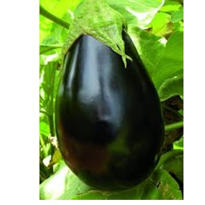 Picture of 20 pieces Eggplant Seeds-