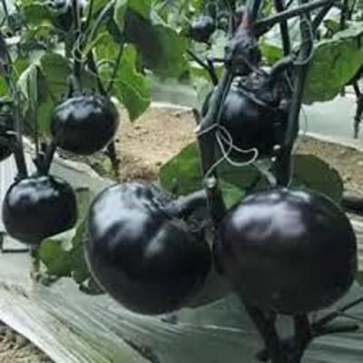 Picture of Beijing Eggplant Round Organic Vegetable Bonsais Eggplant Bonsais- 20 Pcs seeds