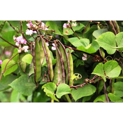 Picture of Global Garden Bean Seeds - 15 Pcs Seeds