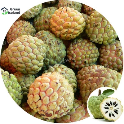 Picture of 10 Pcs Global Suger Free Custard Apple Seedss