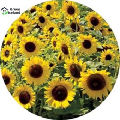 Picture of Natural Sunflower Bonsai Seeds - 10 Pcs