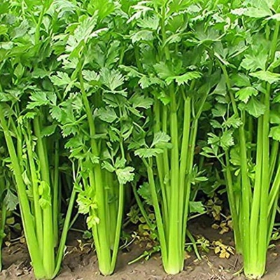 Picture of Global Dhoniya Pata Seeds - 50 Pcs Seeds