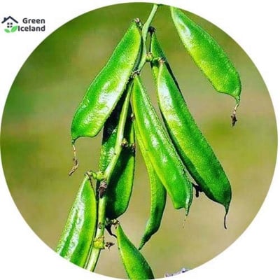 Picture of 10 Pcs Bean Seeds