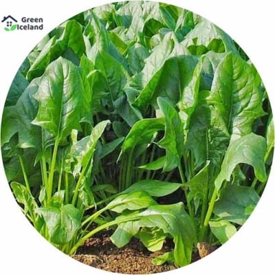 Picture of 50 Pcs Organic Spinach Seeds - 50 Pcs