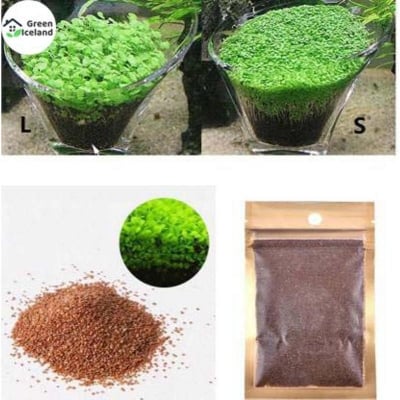 Picture of 50 Pcs Aquarium Green Grass Plants Seeds