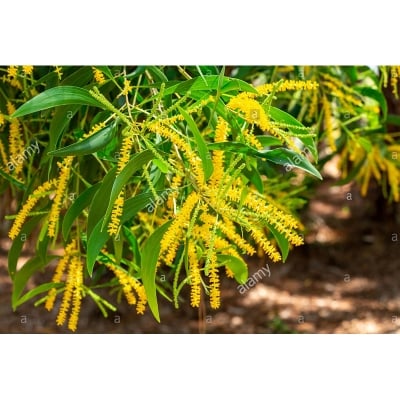Picture of Akashmani Tree Seeds -30 Pcs