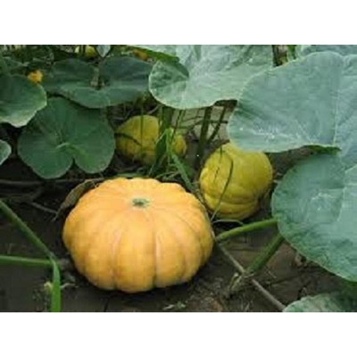 Picture of Pumpkin Quality bonsai tree 20 pcs